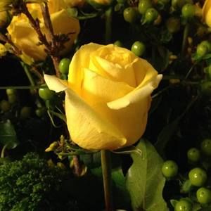 Meet your Posher, Mary